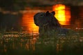 Capybara in the lake water. The biggest mouse around the world, Capybara, Hydrochoerus hydrochaeris, with evening light during sun