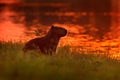 Capybara in the lake water with bird on the back. The biggest mouse around the world, Capybara, with evening light during orange s Royalty Free Stock Photo