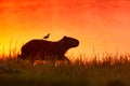 Capybara in the lake water with bird. The biggest mouse around the world, Capybara, Hydrochoerus hydrochaeris, with evening light Royalty Free Stock Photo