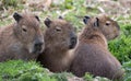 Capybara, Large South American rodents. Photographed at Port Lympne Safari Park near Ashford Kent UK.