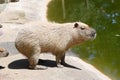 Capybara is the largest and heaviest living rodent in the world