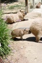 Capybara is the largest and heaviest living rodent in the world