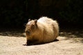 The capybara is the largest living rodent