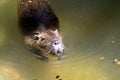 The capybara is the largest living rodent in the world.