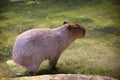 Capybara -the largest living rodent in the world