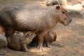 Capybara patiently suckles his baby Royalty Free Stock Photo