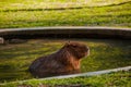 Capybara, largest rodent resting in water with evening light during sunset, mammal, wildlife