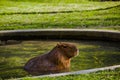 Capybara, largest rodent resting in water with evening light during sunset, mammal, wildlife