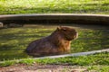 Capybara, largest rodent resting in water with evening light during sunset, mammal, wildlife