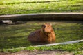 Capybara - largest rodent, resting in water, swimming with evening light during sunset, mammal, wildlife