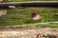 Capybara - largest rodent, resting in water, swimming with evening light during sunset, mammal, wildlife