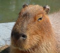 The capybara is the largest rodent in the world.
