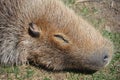 The capybara is the largest rodent in the world.