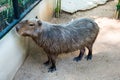 Capybara largest rodent in the world. Capybara sitting on green grass.