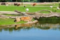 Capybara, the largest rodent in the world