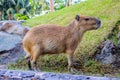 Capybara in Loro Parque, Tenerife, Canary Islands