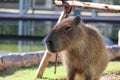 Capybara lying on grass ground Sleeping capybaras on summer day in the capybara farm