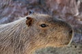 Capybara lying on grass ground Sleeping capybaras on summer day in the capybara farm Royalty Free Stock Photo