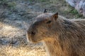 Capybara lying on grass ground Sleeping capybaras on summer day in the capybara farm Royalty Free Stock Photo