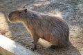 Capybara lying on grass ground Sleeping capybaras on summer day in the capybara farm Royalty Free Stock Photo