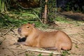 Capybara lying on ground