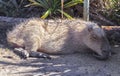 Capybara lying on the ground close up view Royalty Free Stock Photo