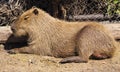 Capybara lying on the ground close up view Royalty Free Stock Photo