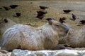 A capybara lying on the ground