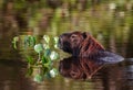 Capybara mirroring in the lake