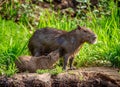 Capybara Mom and baby near a river. Royalty Free Stock Photo