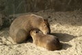 Capybara mom and baby.