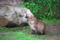 Capybara in Moscow Zoo.