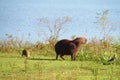 Capybara mother and baby near the lake on the green grass meadow Royalty Free Stock Photo