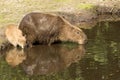 Capybara mother and cub drinking Royalty Free Stock Photo