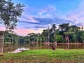 A capybara next to the lake and a capybara inside it, in a well-wooded park.