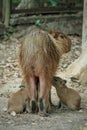 capybara nursing her young while standing Royalty Free Stock Photo