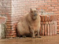 Capybara Patagonian Mara in Bioparco zoo