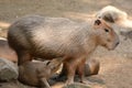 Capybara patiently suckles his baby Royalty Free Stock Photo