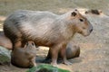 Capybara patiently suckles his baby