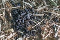 Capybara poop on dry grass.