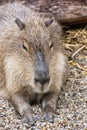 Capybara portrait - Hydrochoerus hydrochaeris, animal scene