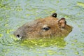 Capybara portrait