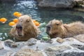 Capybara