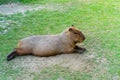 Capybara is relaxing in the grass