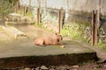 A capybara relaxing in its enclosure at a zoo Royalty Free Stock Photo