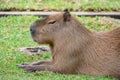 Capybara Relaxing on the La