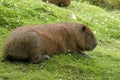 Capybara Relaxing