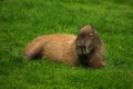 Capybara Relaxing