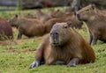 Capybara relaxing Royalty Free Stock Photo