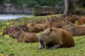 Capybara relaxing